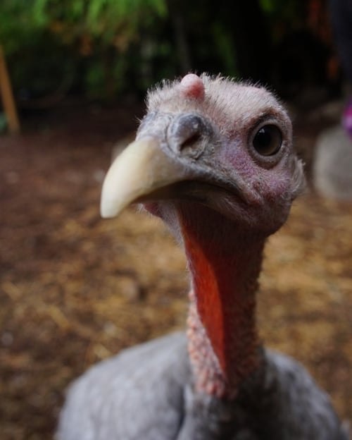 Living Turkey-1