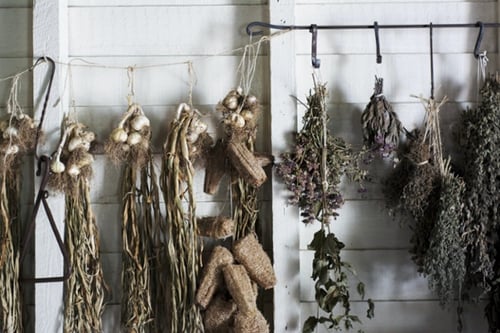 drying herbs-1