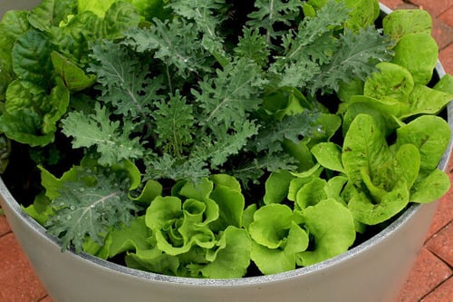 herb-planting-ideas-fresh-lettuce