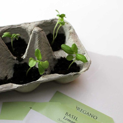 how-to-plant-herbs-seeding