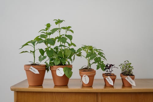 mint-tomato-basil-gardening