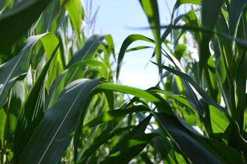 corn leaves-1